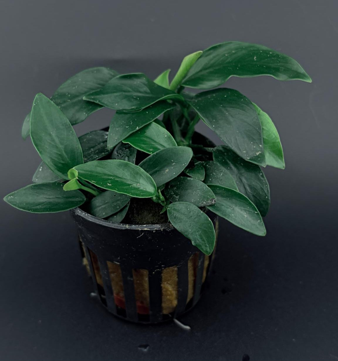 Wasserpflanze anubias nana dark moon fürsüßwasser aquarium aquarium pflanze