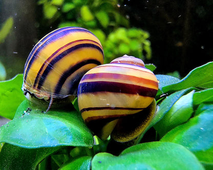 Spixi Zebra Apfelschnecke | Asolene spixi