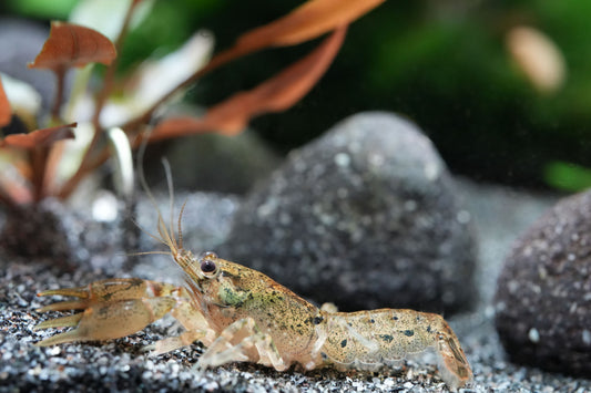 Zwergkrebs (cambarellus texanus) vor einem Lavastein im aquarium