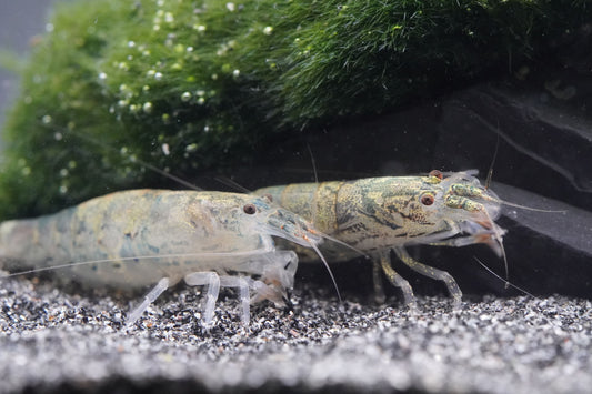 zwei Zwergfächergarnelen (Atyoida pilipes) unter Moos im aquarium