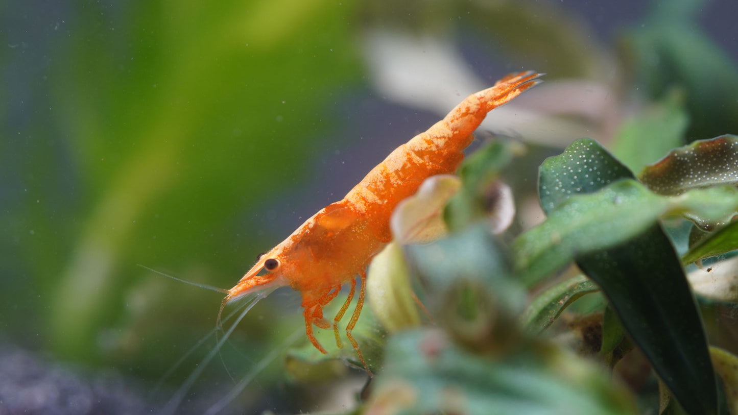 Zwerggarnele Neocaridina mit großen gelben Rückenstrich auf dem Körper und in die Kamera guckt