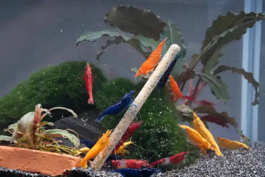 Bunte mi aus unterschiedlichen Zwerggarnelen in vielen verschiedenen Farben im Aquarium