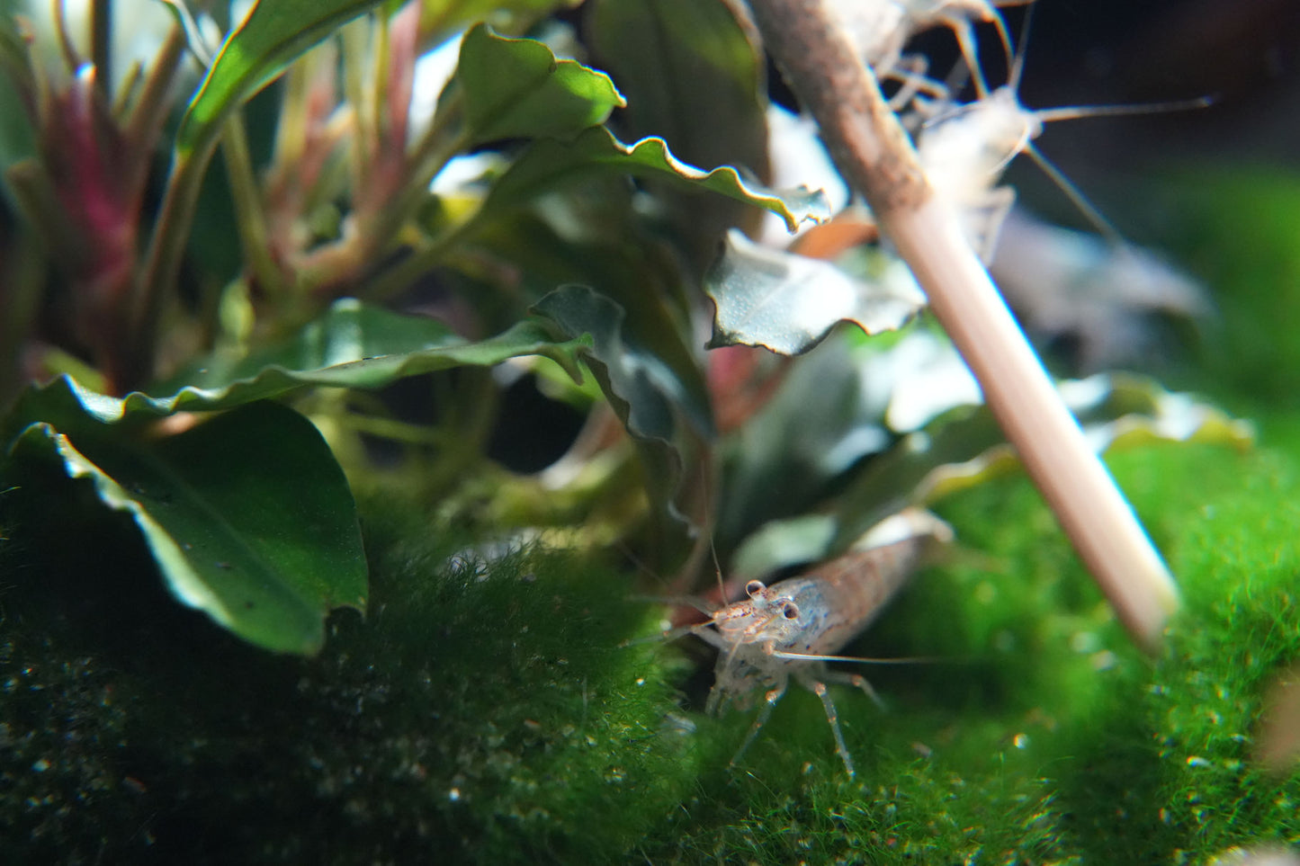 amanogarnele caridina multidentata die auf moos im süßwasser  quarium sitzt