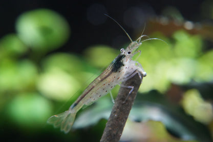 amanogarnele caridina multidentata im süßwasser aquarium beim fressen an einem futterstick