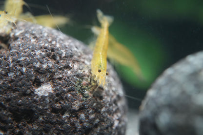 gelbe Amanogarnele beim fressen im Aquarium