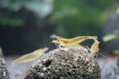 gelbe Amanogarnelen im Aquarium beim fressen in Nahaufnahme