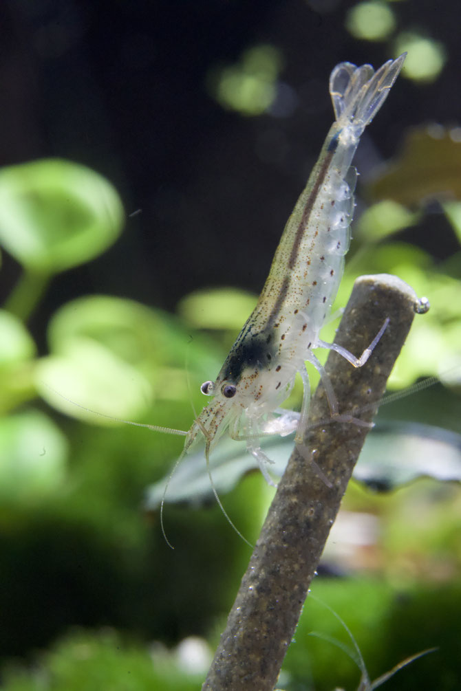 Amanogarnele Größe XL (caridina multidentata)