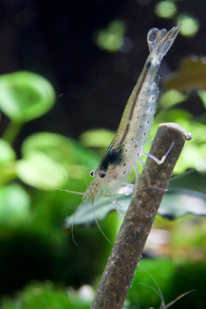 Amanogarnele Größe XL (caridina multidentata)