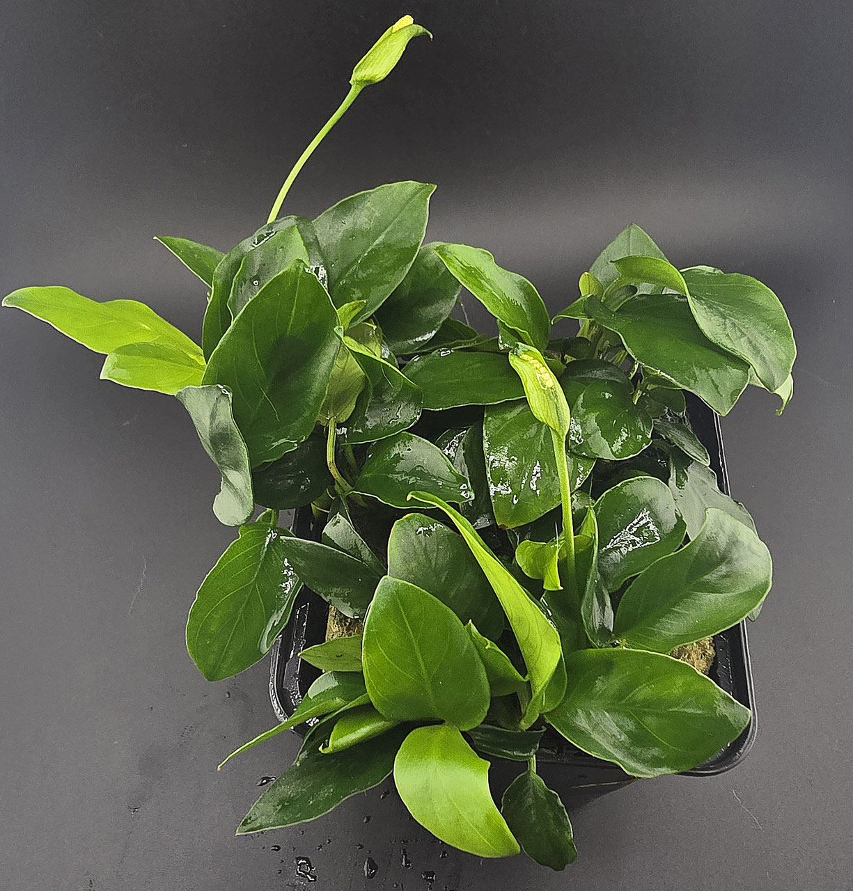 große Mutterpflanze anubias barteri im topf als Produkt Foto 