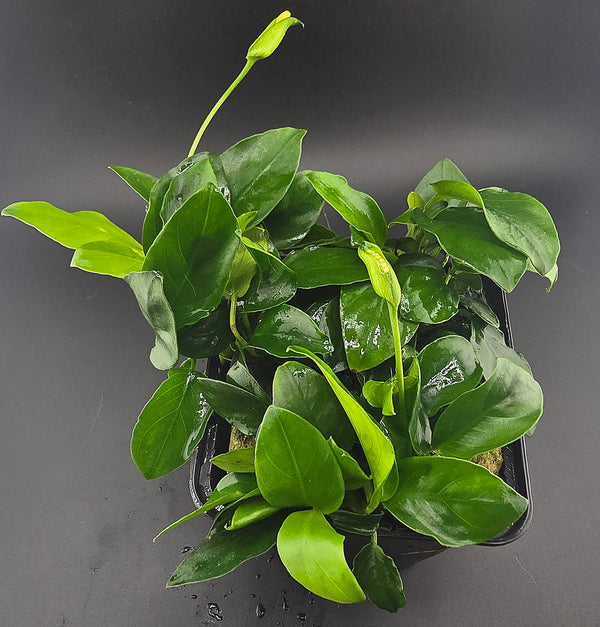 große Mutterpflanze anubias barteri im topf als Produkt Foto 
