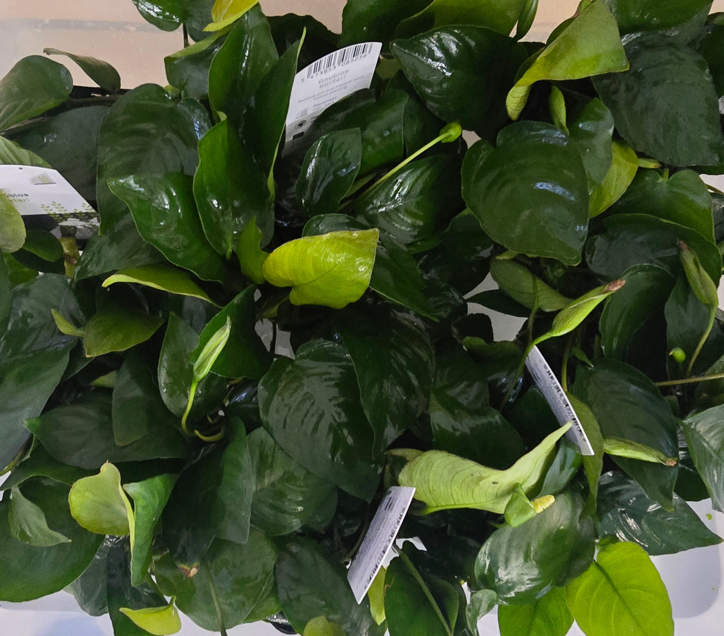 viele Mutterpflanzen anubias barteri  süßwasser Aquarium pflanze