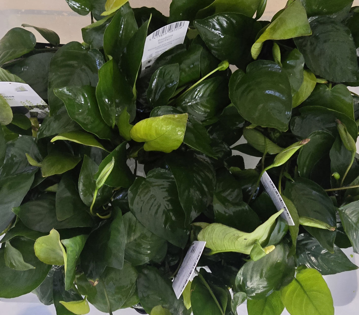 viele Mutterpflanzen anubias barteri  süßwasser Aquarium pflanze