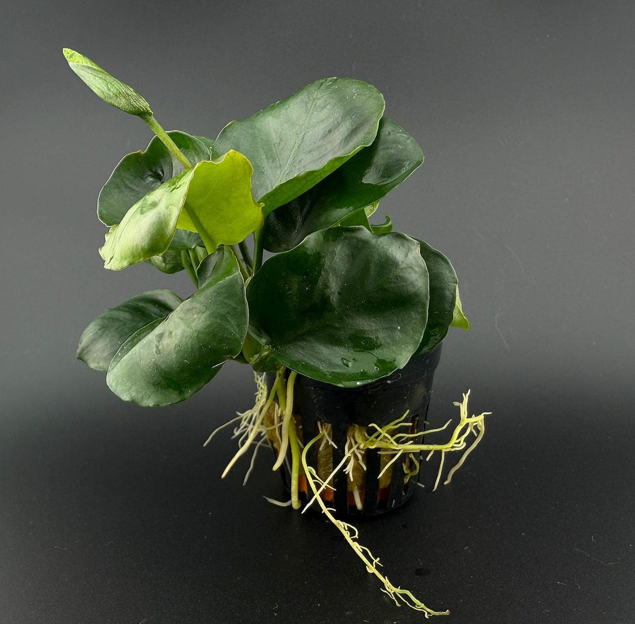 anubias gold coin Wasserpflanze für süßwasser Aquarium  als Produkt Foto