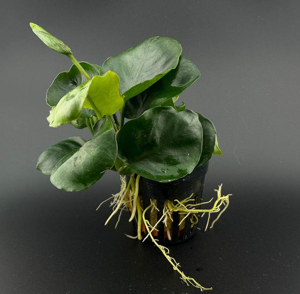 anubias gold coin Wasserpflanze für süßwasser Aquarium  als Produkt Foto