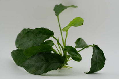 Anubias barteri var. nana 'Paxing' Paxing-Anubias Rhizom (submers)