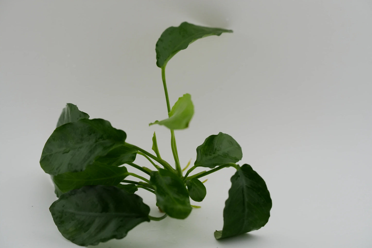 Anubias barteri var. nana 'Paxing' Paxing-Anubias Rhizom (submers)