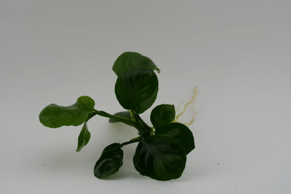 Anubias barteri var. nana 'Coin' Coin-Anubias Rhizom (submers)