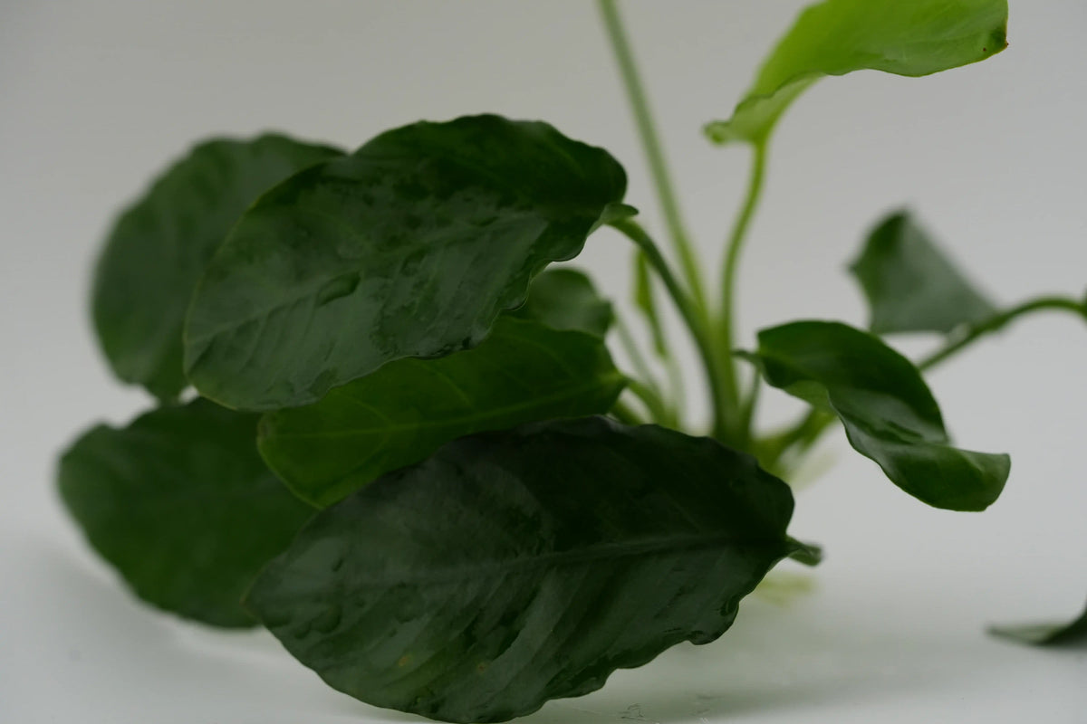 Anubias barteri Nahaufnahme vom Blatt