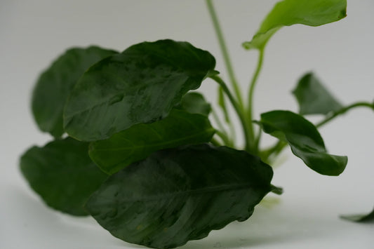 Anubias barteri Nahaufnahme vom Blatt