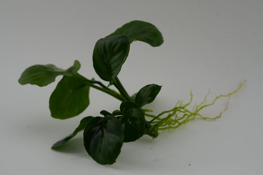 Anubias coin Rhizom mit Wurzeln Seitenansicht
