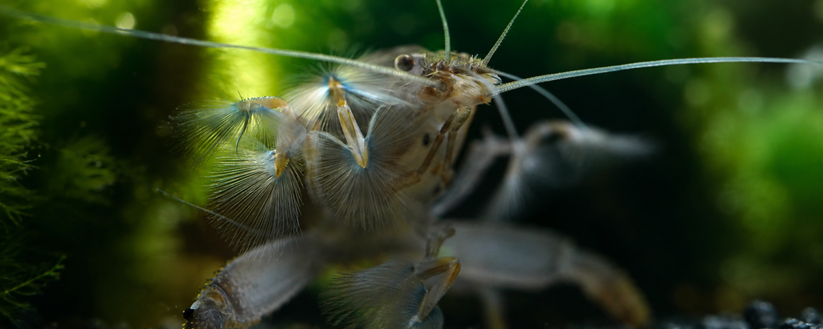 Fächergarnele im Aquarium