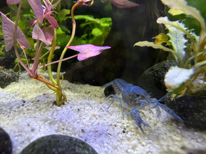Blauer Floridakrerbs (procambarus-alleni) auf weißen Bodengrund