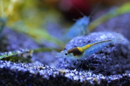 neocaridina zwerggarnele blue jelly eisbonbon farbige Garnele die im süßwasser aquarium auf einem Lavastein sitzt