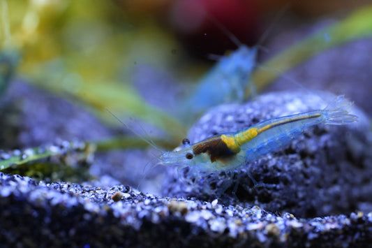 neocaridina zwerggarnele blue jelly eisbonbon farbige Garnele die im süßwasser aquarium auf einem Lavastein sitzt
