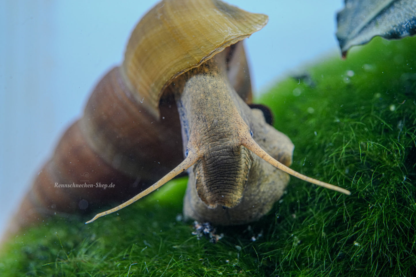 Riesenturmdeckelschnecke Brotia Herkules die in die Kamera guckt