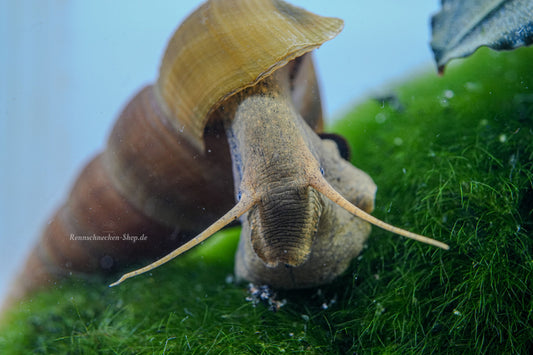 Riesenturmdeckelschnecke Brotia Herkules die in die Kamera guckt