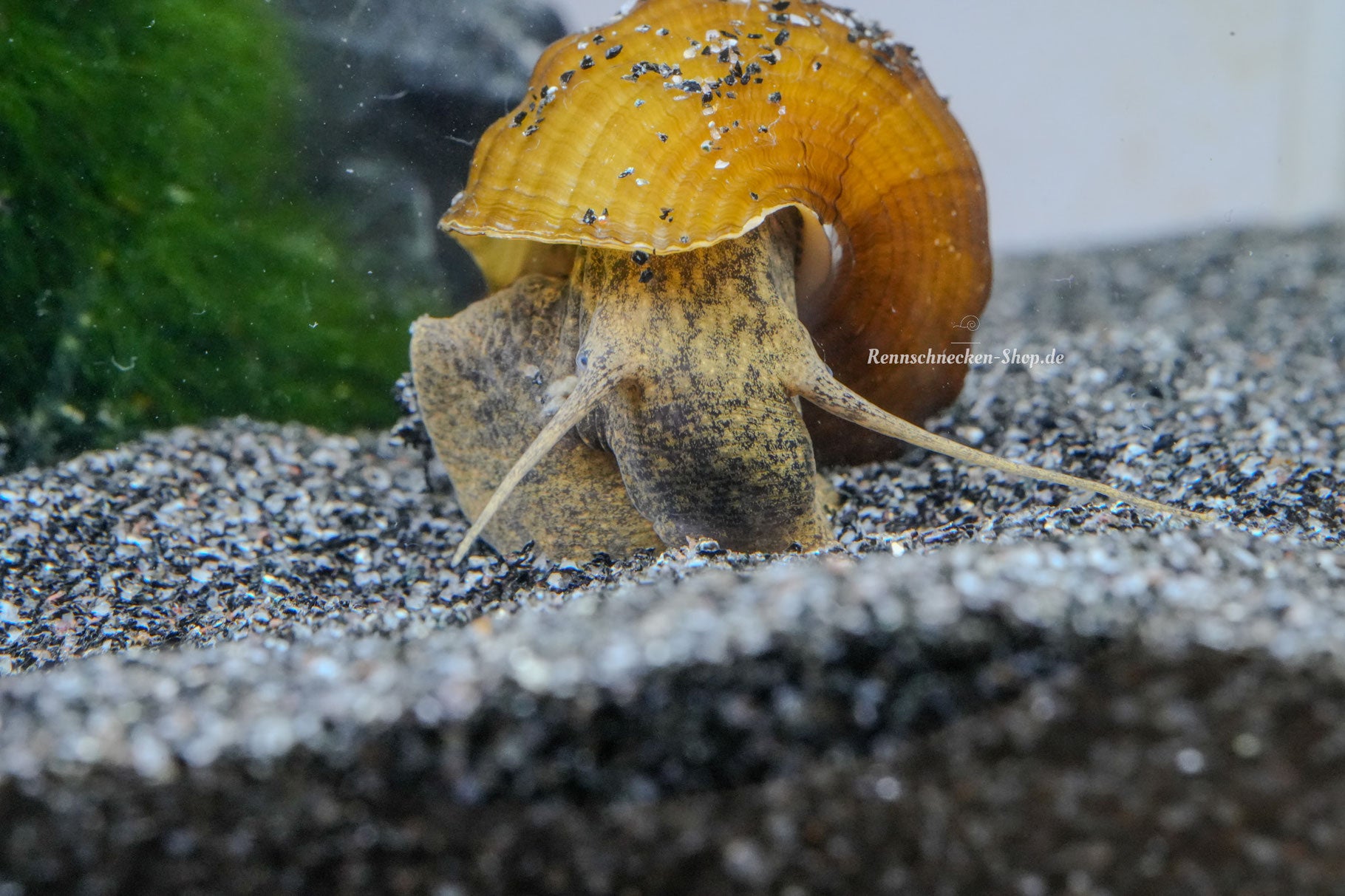 Brotia Herculea Turmdeckelschnecke in Nahaufnahme auf schwarzen Bodengrund
