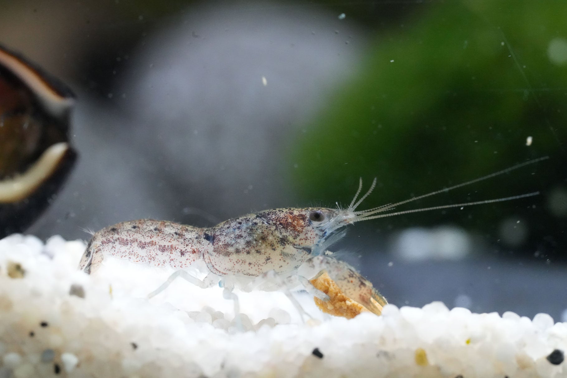 blauer Zwergflusskrebs (cambarellus diminutus) auf weißen Kies im aquarium