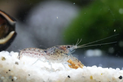 blauer Zwergflusskrebs (cambarellus diminutus) auf weißen Kies im aquarium