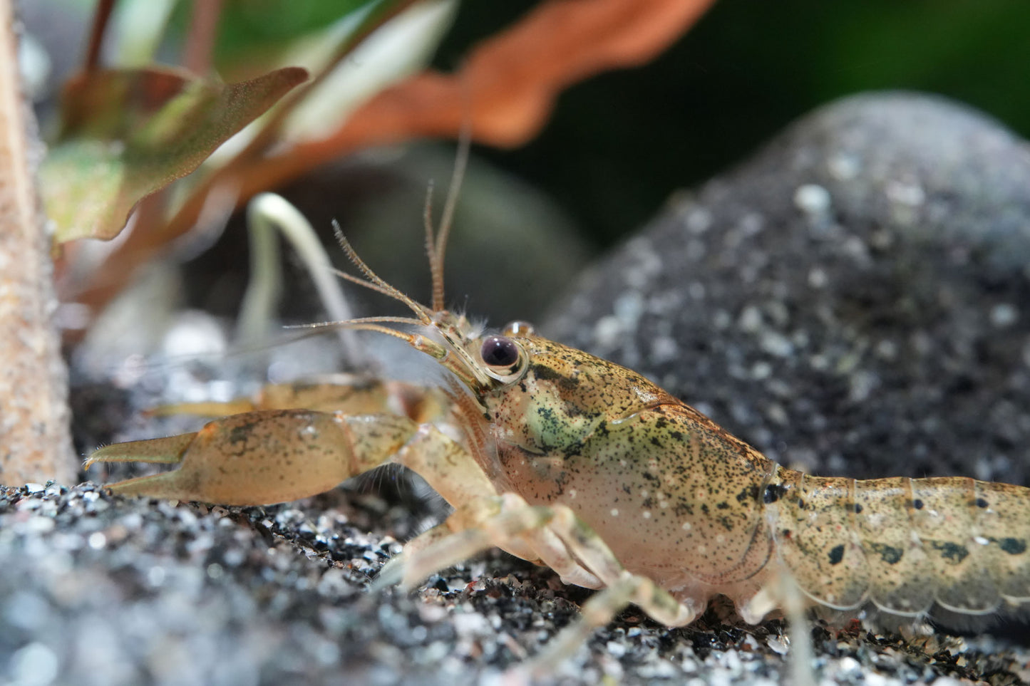 Zwergflusskrebs (cambarellus Texanus) auf dunklen Bodengrund