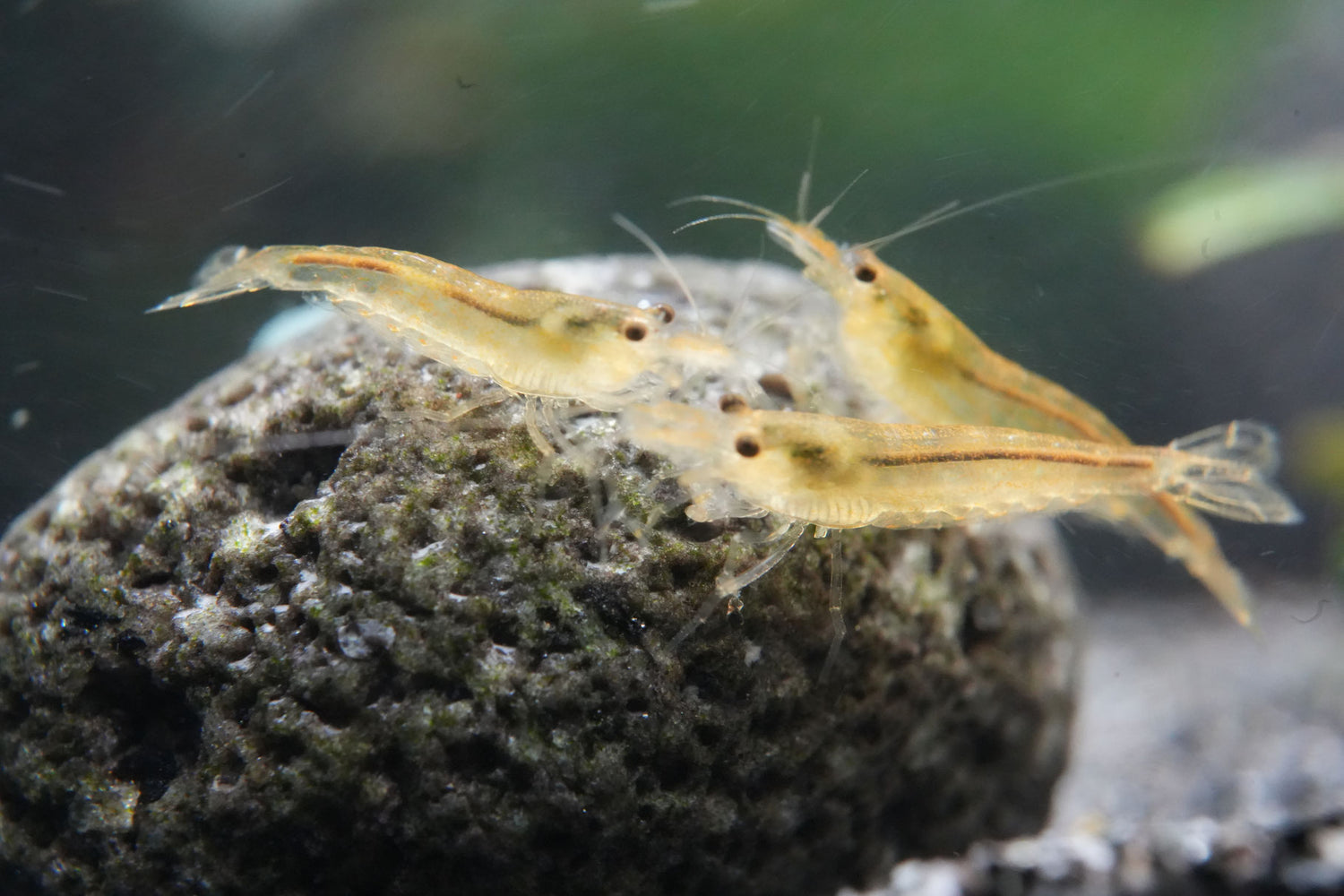 amanogarnelen caridina multidentata im bepflanzen Aquarium