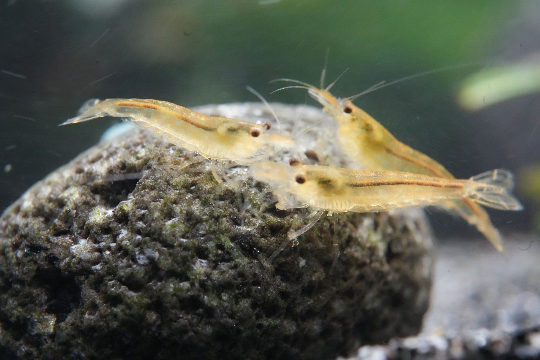 amanogarnelen caridina multidentata im bepflanzen Aquarium