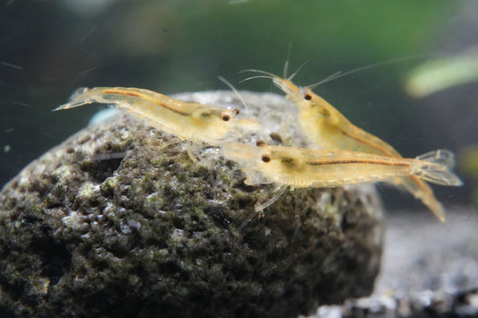 amanogarnelen caridina multidentata im bepflanzen Aquarium