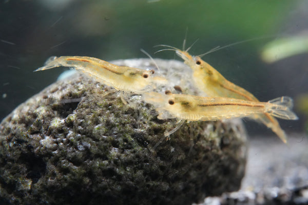 amanogarnelen caridina multidentata im bepflanzen Aquarium