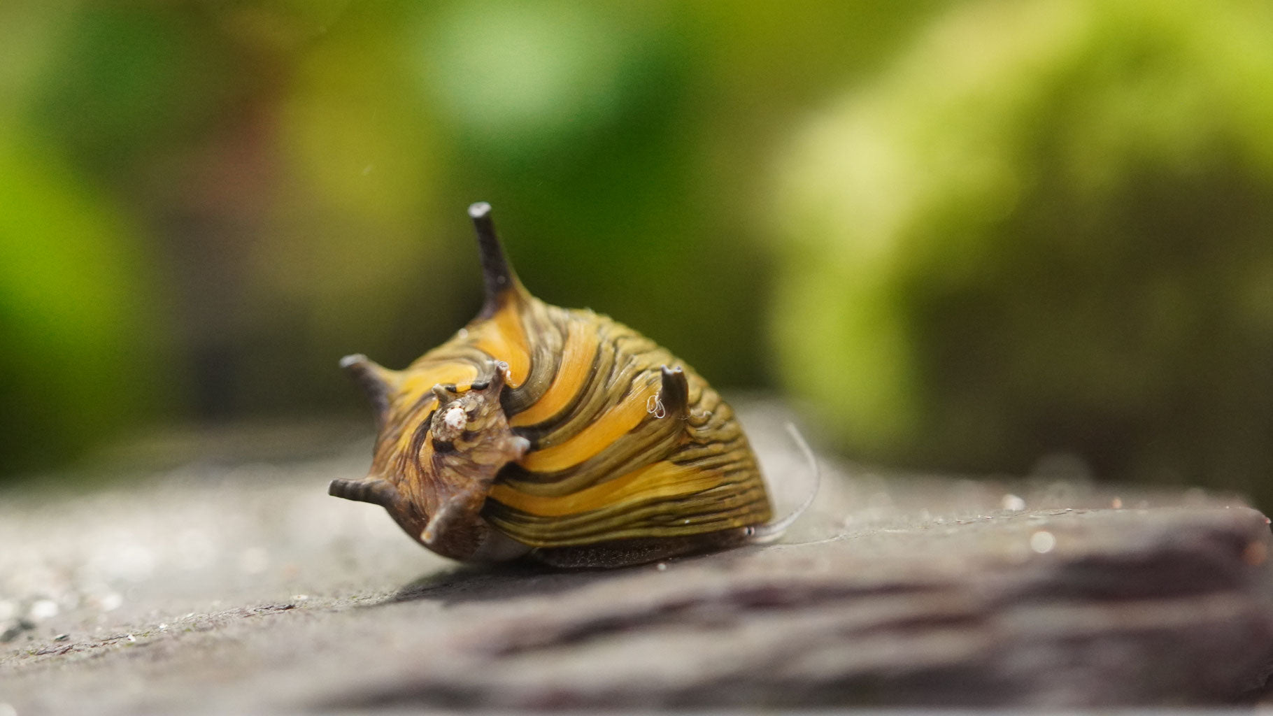 geweihschnecke sun (clithon) auf einem Lavastein im aquarium 