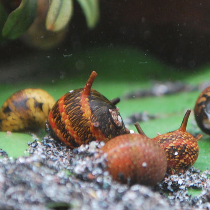 Bunte Geweihschnecken (clithon) in den Farben rot und gelb im bepflanzten Aquarium
