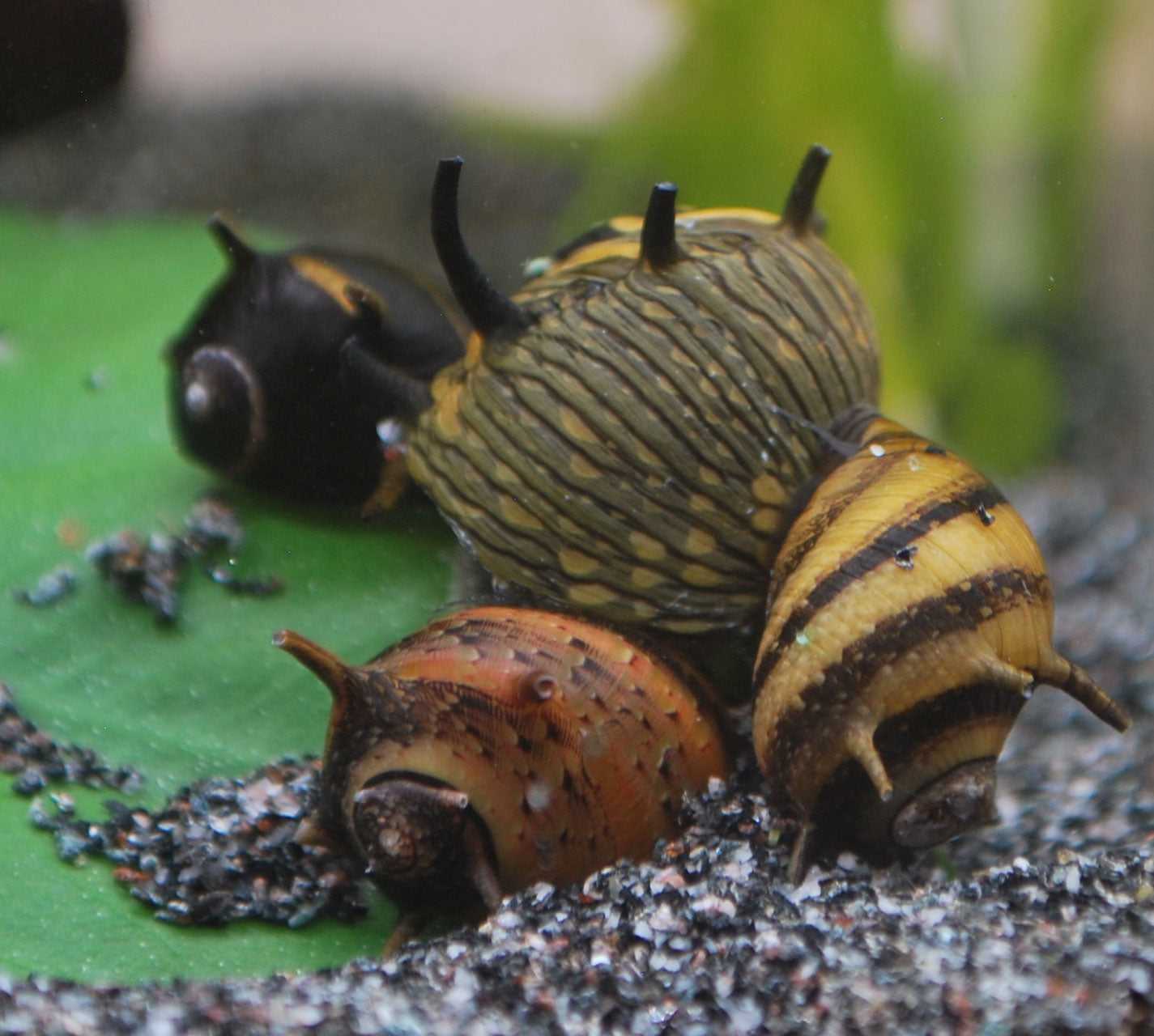 bunter mix an geweihschnecken im aquarium aus meinem online shop