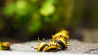 schwarz gelbe Geweihschnecke (clihon) im aquarium beim fressen in Nahaufnahme