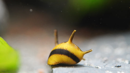 clithon Geweihschnecke in den Farben schwarz/gelb im aquarium beim Fressen