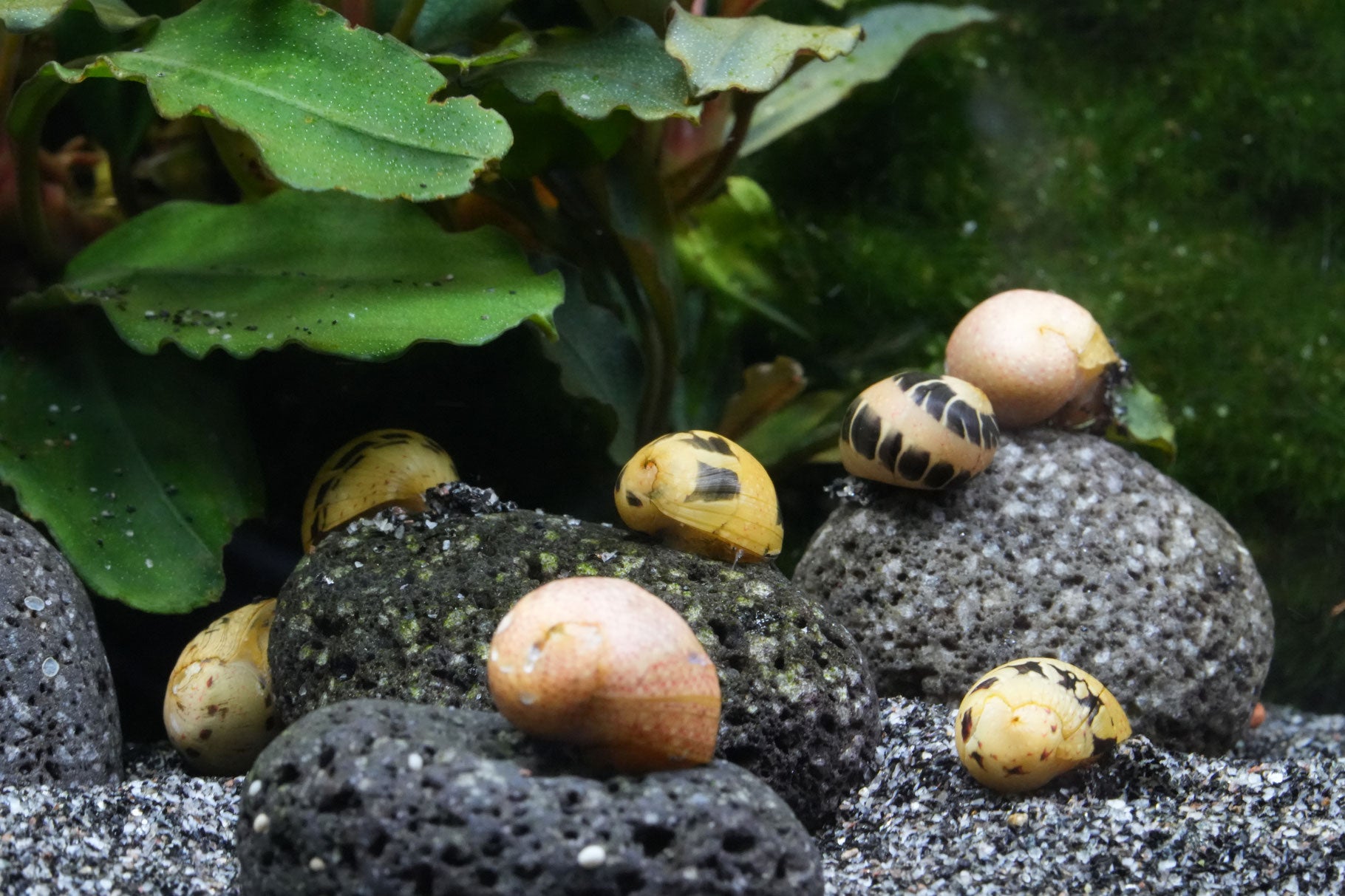 Wasserschnecke clithon fancy-track im Aquarium auf Lavastein