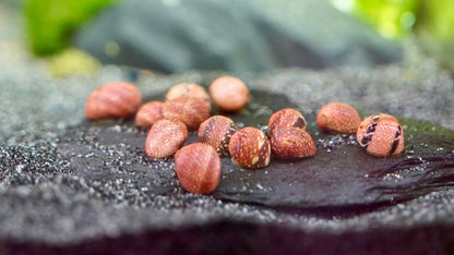 Wasserschnecke  Pink Lady geweihschnecke im aquarium auf dunklen Bodengrund
