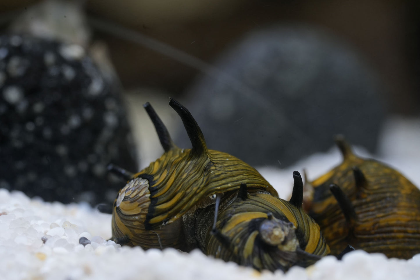 geweihschnecke sun (clithon) im aquarium auf weißen Bodengrund