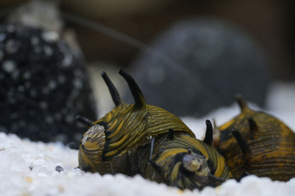 geweihschnecke sun (clithon) im aquarium auf weißen Bodengrund