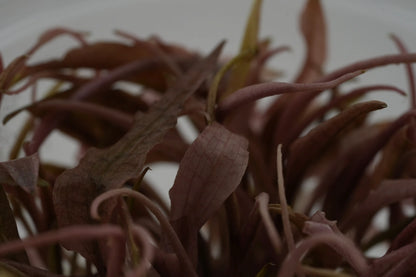 Cryptocoryne 'Flamingo' InVitro