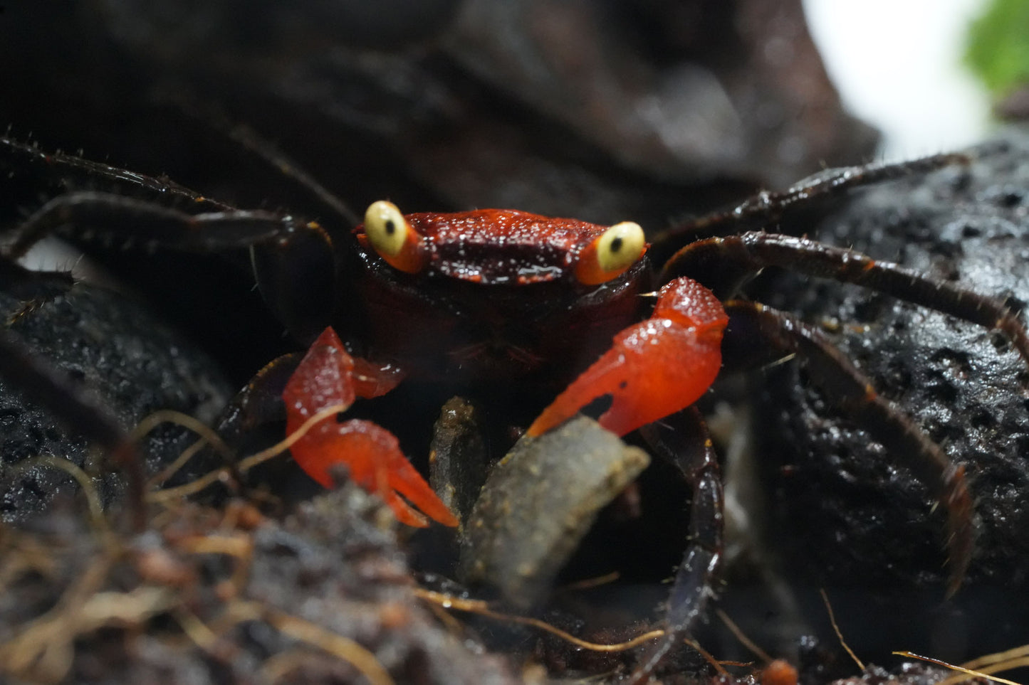 vampirkrabbe (geosesarma) Red Devil beim fressen