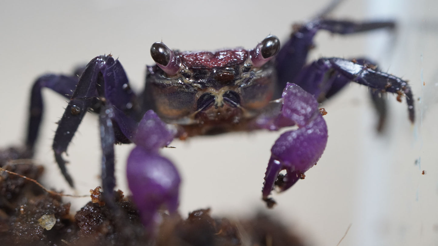 geosesarma-vampirkrabbe dennerle in der farbe lila für das Süßwasser aquarium